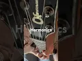 Download Lagu Loving pinch harmonics on the Charvel #love #music #guitar #solo #vintage #rock #art