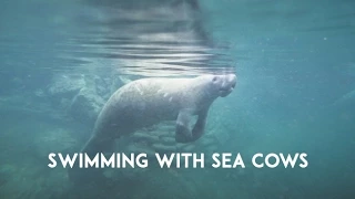 A Swim with the Endangered Sea Cow in Crystal River