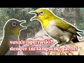 Download Lagu nuansa alam asli bikin pleci ngeriwik ngalas dan gacor - terapi pleci