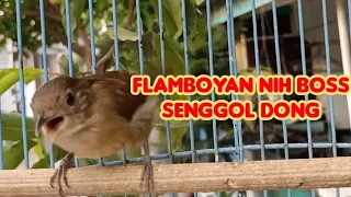 Download Flamboyan Nih Bos Senggol Dong | Bird song MP3