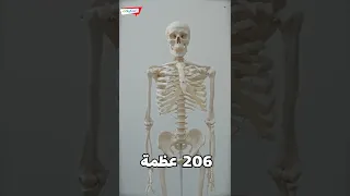 أصغر عظمة في جسم الإنسان دندنها