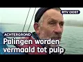 Download Lagu Herstel palingstand: visser Frans vangt paling om de soort te redden | RTV Oost