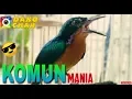 Download Lagu KOLIBRI MUNCANG/WULUNG GACOR FULL ISIAN COCOK BUAT MASTERAN MURAI BATU/KACER/CUCAKIJO/PLECI/DLL