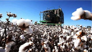 Download How Cotton Processing in Factory, Cotton Cultivation - Cotton Farming and Harvest MP3