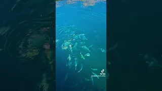 pause for a moment and relax… 🤩 #sailinglife #liveaboard #relax #youtubeshorts #sailboat #travel