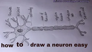 Download How TO Draw neuron cell easy/draw nervous system easy MP3