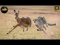 Download Lagu WILD SAVANNAH | The Mystery of the Fastest Warriors | Wild Animal Documentary