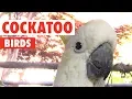 Download Lagu Funny Cockatoo Bird Videos That'll Make You Chuckle | The Pet Collective