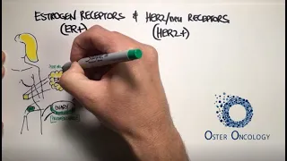 Estrogen Receptors Receptors in Breast Cancer a TUTORIAL from Oster Oncology