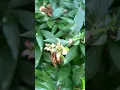 Download Lagu 2 Essential Peony Care Tips After Bloom for Happy \u0026 Healthy Plants