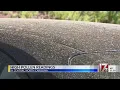 NC grass pollen levels hit highest-ever March numbers