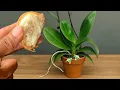 Download Lagu Dit is de beste natuurlijke meststof voor orchideeën — geniet het hele jaar door van bloemen!