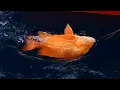 Download Lagu ikan merah mula menonjol diri dalam hujan gerimis 