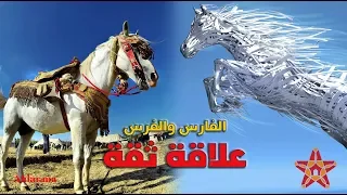 هذه هي العلاقة العاطفية التي تجمع بين أبطال التبوريدة والحصان المغربي الأصيل دندنها