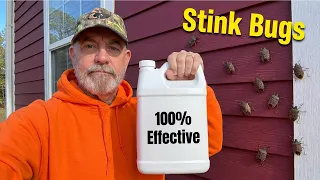 How to Get Rid of Stink Bugs (The Only Chemical Treatment That Actually Works)