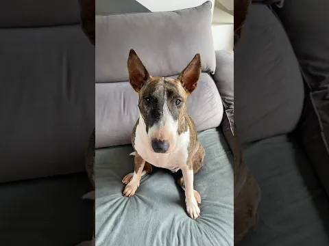 O QUE EU ESCREVI? 💖🐶🥰