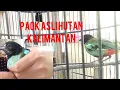 Download Lagu burung paok dapat dari hutan asli kalimantan.