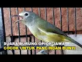 Lagu Javan opior bird