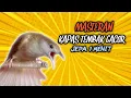 Masteran Burung Kapas Tembak Gacor Jeda 1Menit