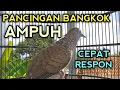 Lagu SUARA PERKUTUT BANGKOK GACOR AMPUH UNTUK PANCINGAN BIKIN PERKUTUT BANGKOK LAIN CEPAT GACOR.