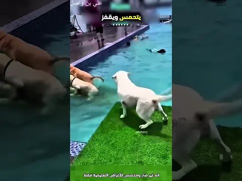 يريد يلعب مع كلبه الرائع بطريقة مميزة وبعدها هذ#shorts