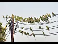 Download Lagu Parrots in Oman