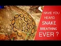 Download Lagu Breathing Sound of Russell's Viper Snake 🐍 || Loud Hissing Sound
