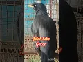 Download Lagu Jalak kebo gacor #shorts