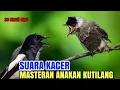 Download Lagu Kutilang isian - cocok buat masteran kutilang bahan SUARA KACER