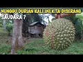 Download Lagu NUNGGU DURIAN LAGI BOS...!!