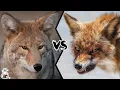 COYOTE VS FOX - Who Will Win