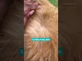 Download Lagu 5 signs of skin problems in dogs #shorts