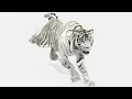 Animated White Tiger 3D Model - Rigged VFX Ready