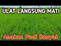 Download Lagu Hama Padi Kabur ‼️ Ulat Pasti Mati - Cukup satu kali Aplikasi Anakan Padi Super Banyak