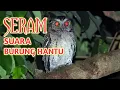 Download Lagu SUARA BURUNG HANTU PALING SERAM || Jangan nonton sendirian