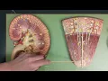 Kidney Anatomy Review and Quiz