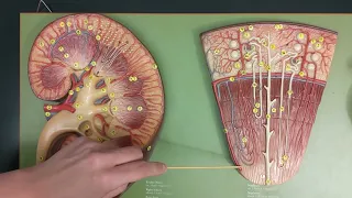 Kidney Anatomy Review and Quiz