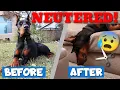 How Your Doberman Will Change After Neutering Behavior Changes