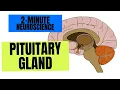 2-Minute Neuroscience Pituitary Gland