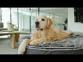 This Golden Retriever Just Got the Ultimate Dog Bed Human-Grade Ambient Lounge Rebound Foam Bed