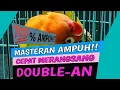 Masteran Lovebird Konslet MINOR DOUBLE-AN  Masteran Jantan Dobelan Mp3 Song Download