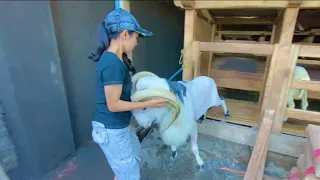 how cindy tamed the dewanrindu sheep 