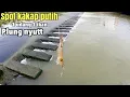 Download Lagu Bikin Heran.!!Mancing Ikan Kakap Putih Di Pingiran Batu Dapat Banyak