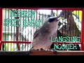Download Lagu LANGSUNG NYAUT IKUT BUNYI JOSS trucukan mana saja dengan suara pancingan trucuk gacor speed kencang