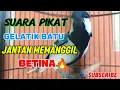Download Lagu SUARA PIKAT GELATIK BATU||JANTAN MEMANGGIL BETINA