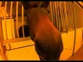 MULES Breed better than horses