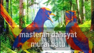 Download masteran murai batu dahsyat / tembakan tajam / brainwave untuk terapi otak burung MP3