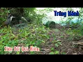 Download Lagu Kèo Xiên Đôi Cực Hiếm Bẫy Chim Quốc | Đam Mê Săn Bắt