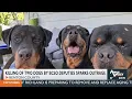 Benton Co Sheriff s Office defends use of force after killing of two dogs