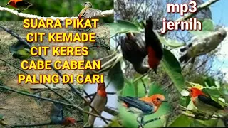 suara pikat cit kemade ribut ll suara pikat cit keres cabe cabean